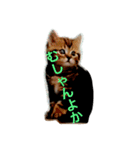 kyusyu cat（個別スタンプ：1）
