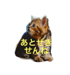 kyusyu cat（個別スタンプ：2）