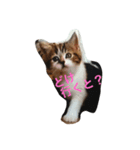 kyusyu cat（個別スタンプ：3）