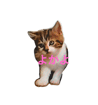 kyusyu cat（個別スタンプ：5）
