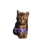 kyusyu cat（個別スタンプ：6）