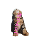 kyusyu cat（個別スタンプ：7）