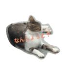 kyusyu cat（個別スタンプ：8）