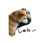 my dog TORO（個別スタンプ：1）