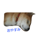 my dog TORO（個別スタンプ：2）