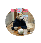 my dog TORO（個別スタンプ：3）