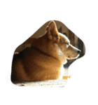 my dog TORO（個別スタンプ：4）