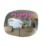 my dog TORO（個別スタンプ：5）