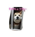 my dog TORO（個別スタンプ：7）
