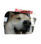 my dog TORO（個別スタンプ：8）