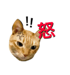 たいごんのきままな日々✯PART1（個別スタンプ：10）