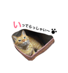 たいごんのきままな日々✯PART1（個別スタンプ：24）