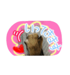 可愛いにゃんこ写真スタンプ～2～（個別スタンプ：1）