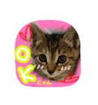可愛いにゃんこ写真スタンプ～2～（個別スタンプ：5）