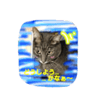 可愛いにゃんこ写真スタンプ～2～（個別スタンプ：8）