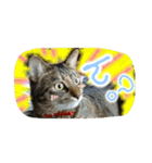 可愛いにゃんこ写真スタンプ～2～（個別スタンプ：9）
