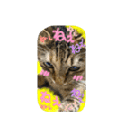 可愛いにゃんこ写真スタンプ～2～（個別スタンプ：11）