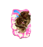 可愛いにゃんこ写真スタンプ～2～（個別スタンプ：13）