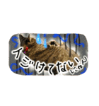 可愛いにゃんこ写真スタンプ～2～（個別スタンプ：15）