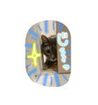 可愛いにゃんこ写真スタンプ～2～（個別スタンプ：16）