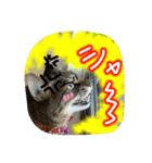 可愛いにゃんこ写真スタンプ～2～（個別スタンプ：18）
