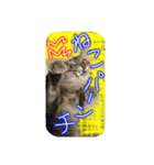 可愛いにゃんこ写真スタンプ～2～（個別スタンプ：19）