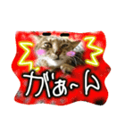 可愛いにゃんこ写真スタンプ～2～（個別スタンプ：21）