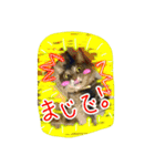 可愛いにゃんこ写真スタンプ～2～（個別スタンプ：22）