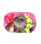 可愛いにゃんこ写真スタンプ～2～（個別スタンプ：23）
