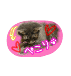 可愛いにゃんこ写真スタンプ～2～（個別スタンプ：36）