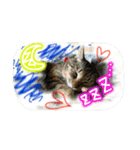 可愛いにゃんこ写真スタンプ～2～（個別スタンプ：39）