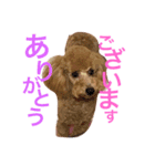 my dog icchi（個別スタンプ：5）