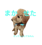 my dog icchi（個別スタンプ：8）