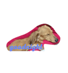 dog life winter（個別スタンプ：1）