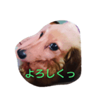 dog life winter（個別スタンプ：2）