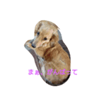 dog life winter（個別スタンプ：3）
