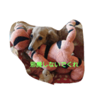 dog life winter（個別スタンプ：4）