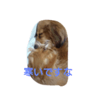 dog life winter（個別スタンプ：5）