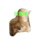 dog life winter（個別スタンプ：7）