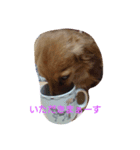 dog life winter（個別スタンプ：8）