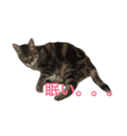 ララさま①（個別スタンプ：1）