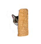 ララさま①（個別スタンプ：2）