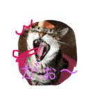 ララさま①（個別スタンプ：3）