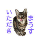 ララさま①（個別スタンプ：11）