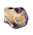 ノラ猫（個別スタンプ：1）