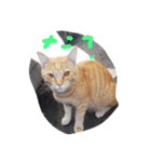 ノラ猫（個別スタンプ：2）