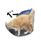 ノラ猫（個別スタンプ：3）