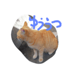 ノラ猫（個別スタンプ：4）