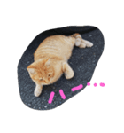 ノラ猫（個別スタンプ：5）