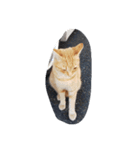 ノラ猫（個別スタンプ：6）